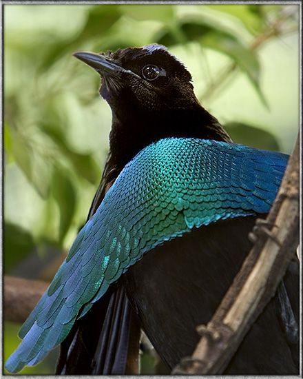Superb Bird-of-Paradise (Lophorina)